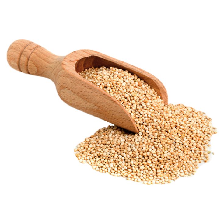 white poppy white poppy